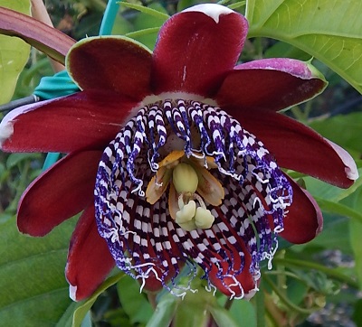 Passiflore rouge en fleur